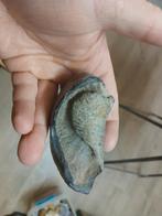 Fossiel Walvis gehoorsbeen, Enlèvement ou Envoi