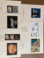 Tandarts reproducties, foto’s gebitten 500 v. Chr-19de eeuw, Ophalen