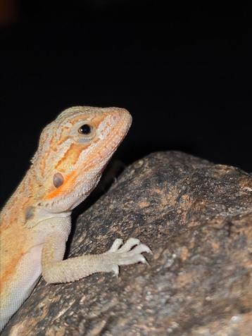 SPECIAL citrus gen.stripe het zero baardagaam-vrouwtje beschikbaar voor biedingen