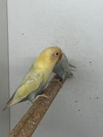 Pale fallows en split pale fallow met dna. In blauw en turqu, Dieren en Toebehoren, Meerdere dieren, Dwergpapegaai of Agapornis