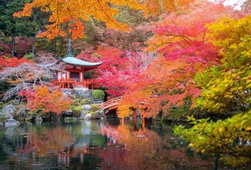 Unieke Exclusieve Japanse. Bonsai. Bomen Winterhard 4-Delig, Tuin en Terras, Planten | Bomen, Halfschaduw, Zomer, In pot, Verzenden