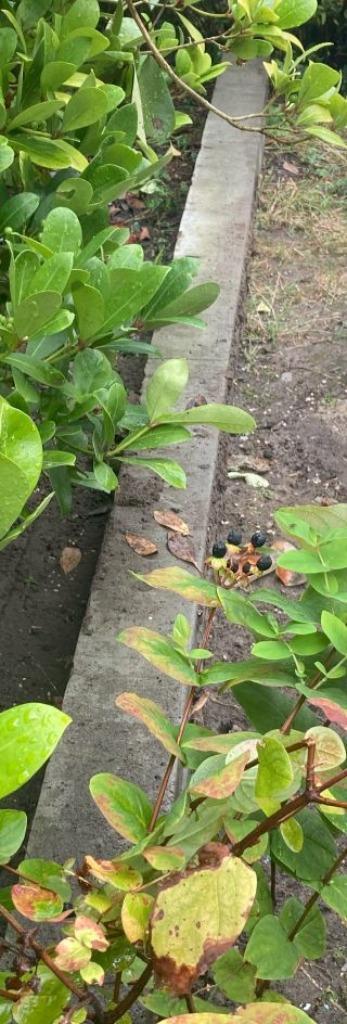 Betonpaal 307x12,5x12,5 cm, Tuin en Terras, Palen, Balken en Planken, Zo goed als nieuw, Palen, 250 cm of meer, Ophalen