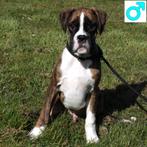 gestroomde Boxer reu - pup te koop, Dieren en Toebehoren, Honden | Bulldogs, Pinschers en Molossers, 15 weken tot 1 jaar, Buitenland