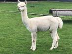 MOOIE - Alpaca - Mooie goed dekkende witte HENGST, Dieren en Toebehoren, Mei, Mannelijk
