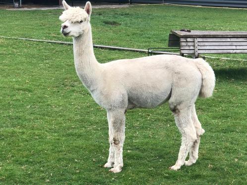 MOOIE - Alpaca - Mooie goed dekkende witte HENGST, Dieren en Toebehoren, Overige Dieren, Mannelijk, Mei