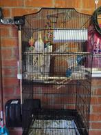 3 valkparkieten 2 gele 1 grijze met kooi of zndr prz stn ond, Dieren en Toebehoren, Ophalen, Zo goed als nieuw, Kunststof, Vogelkooi