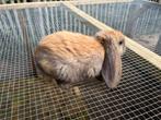 Franse Hangoren, Dieren en Toebehoren, Konijnen, Groot, 0 tot 2 jaar