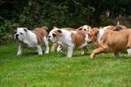 Engelse Bulldog pups te koop, Dieren en Toebehoren, Honden | Bulldogs, Pinschers en Molossers, 15 weken tot 1 jaar, Buitenland