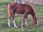 Prachtig welsh sectie B hengstveulen, Dieren en Toebehoren, Pony's, 0 tot 2 jaar, Hengst, C pony (1.27m tot 1.37m), Onbeleerd
