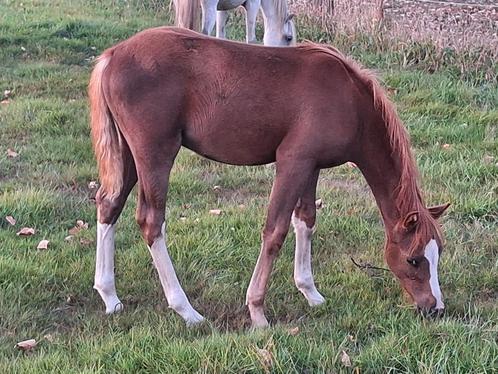 Prachtig welsh sectie B hengstveulen, Dieren en Toebehoren, Pony's, Hengst, Onbeleerd, C pony (1.27m tot 1.37m), 0 tot 2 jaar