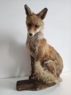 Taxidermie: opgezette vos, Ophalen of Verzenden, Gebruikt, Wild dier, Opgezet dier