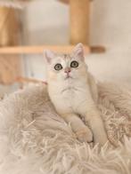 Britse korthaar met stamboom, Dieren en Toebehoren, Katten en Kittens | Raskatten | Korthaar, Poes, Gechipt, 0 tot 2 jaar