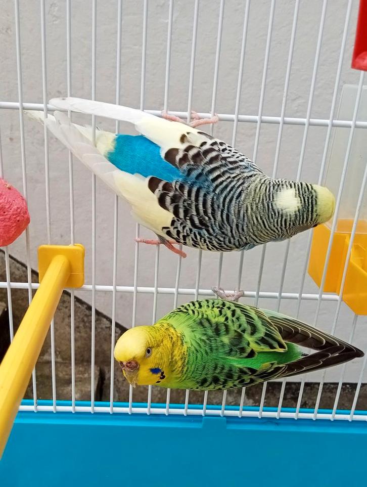 Paar parkieten met kooi en accessoires, Dieren en Toebehoren, Vogels | Parkieten en Papegaaien, Parkiet, Meerdere dieren