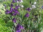 Irissen  vers uit de grond, Jardin & Terrasse, Plantes | Jardin, Enlèvement