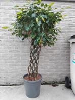 Ficus benjamina 'Exotica' / Fiscus Regina, Enlèvement