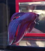 Diverse aquariumvissen