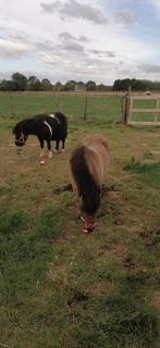 Paarden te koop, Dieren en Toebehoren, Meerdere dieren, Gechipt
