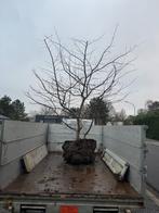 Parrotia persica/perzisch ijzerhout  meerstammige 250/300, Tuin en Terras, Planten | Bomen, Ophalen, 250 tot 400 cm