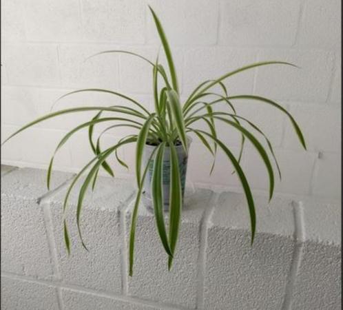 Graslelie-Chlorophytum (kamerplant), Huis en Inrichting, Kamerplanten, In pot, Ophalen