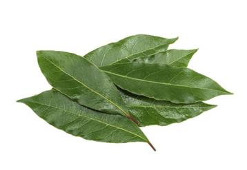 Laurierblaadjes vers van de boom beschikbaar voor biedingen