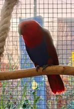 Edelpapegaai pop 2025, Dieren en Toebehoren, Tam