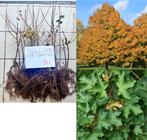 diverse haagplanten voor 30 meter haag, Ophalen, Overige soorten, Haag, Minder dan 100 cm