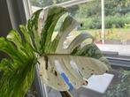 Kopstek Bladstek Monstera Variegata, Ophalen of Verzenden