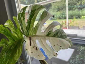 Kopstek Bladstek Monstera Variegata beschikbaar voor biedingen
