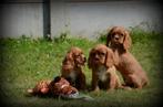 Chiots Cavalier King Charles, Parvovirose, Épagneul, Plusieurs, Belgique