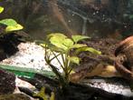 Aquariumplant - Anubia Barteri, Dieren en Toebehoren, Ophalen, Gebruikt, Plant(en), Steen of Hout