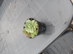 Vaste  planten u sempervivum, Ophalen of Verzenden