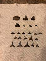 Lot fossiele haaientanden uit Antwerpen (België) - 1, Ophalen of Verzenden