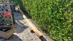Kastanje paal 4 m x 14 a 16 cm dik., Tuin en Terras, Ophalen, Palen, Nieuw, Hardhout