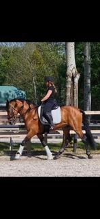 Spaanse hengst, Dieren en Toebehoren, Paarden, Hengst, L, 7 tot 10 jaar, 160 tot 165 cm