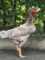 Shamo hen