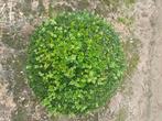 Buxus bol( riemst), Tuin en Terras, Ophalen