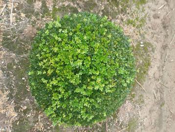 Buxus bol( riemst) beschikbaar voor biedingen