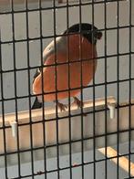 Zeer mooie goudvinkman split voor geel 2025, Dieren en Toebehoren, Vogels | Overige Vogels, Geringd