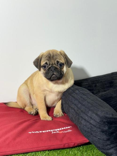 Mops pups mopshond, Dieren en Toebehoren, Honden | Chihuahua's en Gezelschapshonden, Meerdere dieren, Overige rassen, Fokker | Professioneel