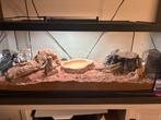 Giant luipaard gecko koppel, Dieren en Toebehoren, Reptielen en Amfibieën