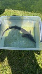 Steur, 70cm, Boeken, Dieren en Huisdieren, Ophalen, Vissen