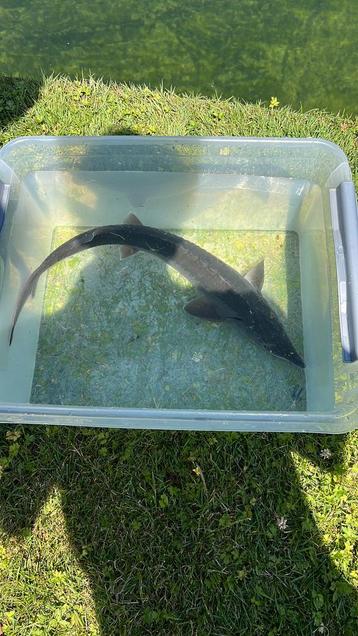 Steur, 70cm, Enlèvement, Poissons