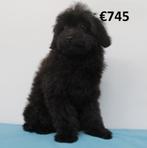 Schattige Pomapoo pups te koop, Dieren en Toebehoren, Honden | Chihuahua's en Gezelschapshonden, 15 weken tot 1 jaar, Buitenland