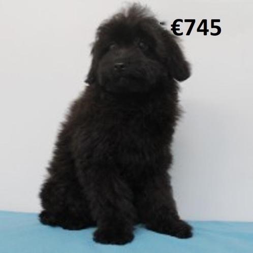 Schattige Pomapoo pups te koop, Dieren en Toebehoren, Honden | Chihuahua's en Gezelschapshonden, Meerdere dieren, Overige rassen