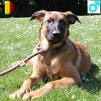 Magnifieke Mechelse Herder pup (reu) te koop, België, 15 weken tot 1 jaar, CDV (hondenziekte), Eén hond