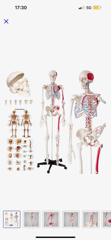 Skelet met spieraanduiding te koop!, Diversen, Overige Diversen, Zo goed als nieuw, Ophalen of Verzenden