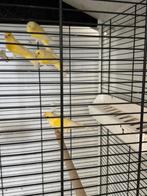 Mooie 4 kanaries te koop 2025, Dieren en Toebehoren