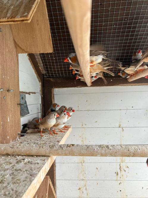 KWEEKRIJPE ZEBRAVINK - DIAMANTDUIF - JAP.MEEUW, Dieren en Toebehoren, Vogels | Overige Vogels, Tropenvogel, Meerdere dieren