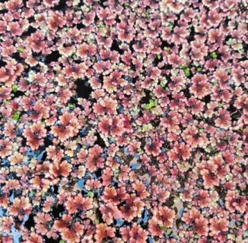 diverse waterplanten, Enlèvement ou Envoi