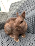 Kleurdwerg voedstertje, Dieren en Toebehoren, Konijnen, Vrouwelijk, Dwerg, 0 tot 2 jaar